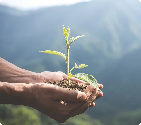 Manos sosteniendo una planta joven, símbolo del compromiso medioambiental de Vatios Verdes